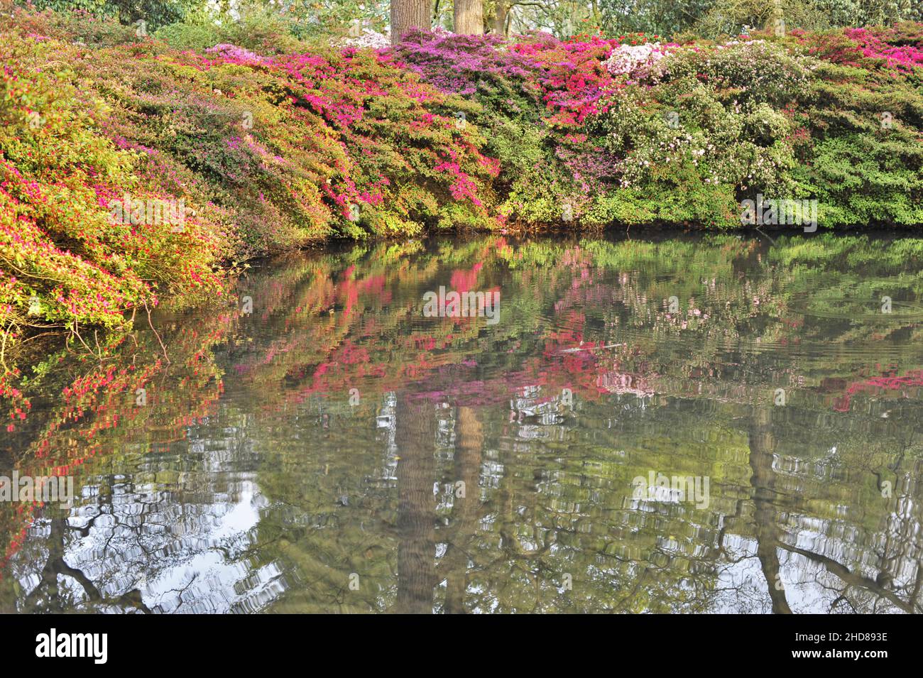 Colorful Azaleas flower beds in Isabella Plantation, ornamental