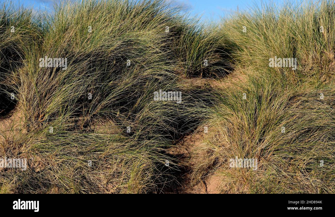 Clumps of grass growing among the sand dunes at Dawlish Warren, South Devon. Stock Photo