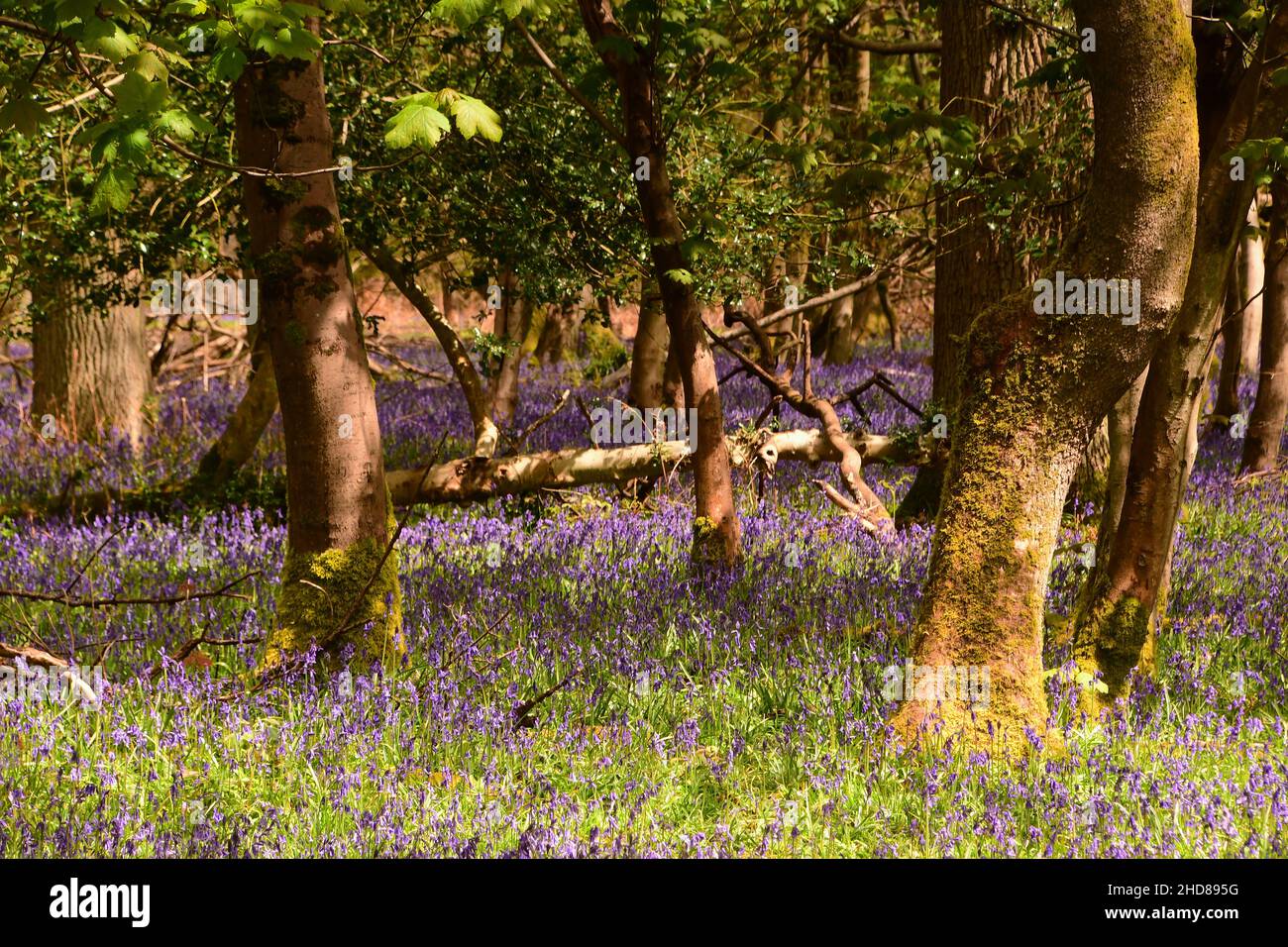 Bluebell Woods at the Ashridge Estate, Hertfordshire, England Stock Photo
