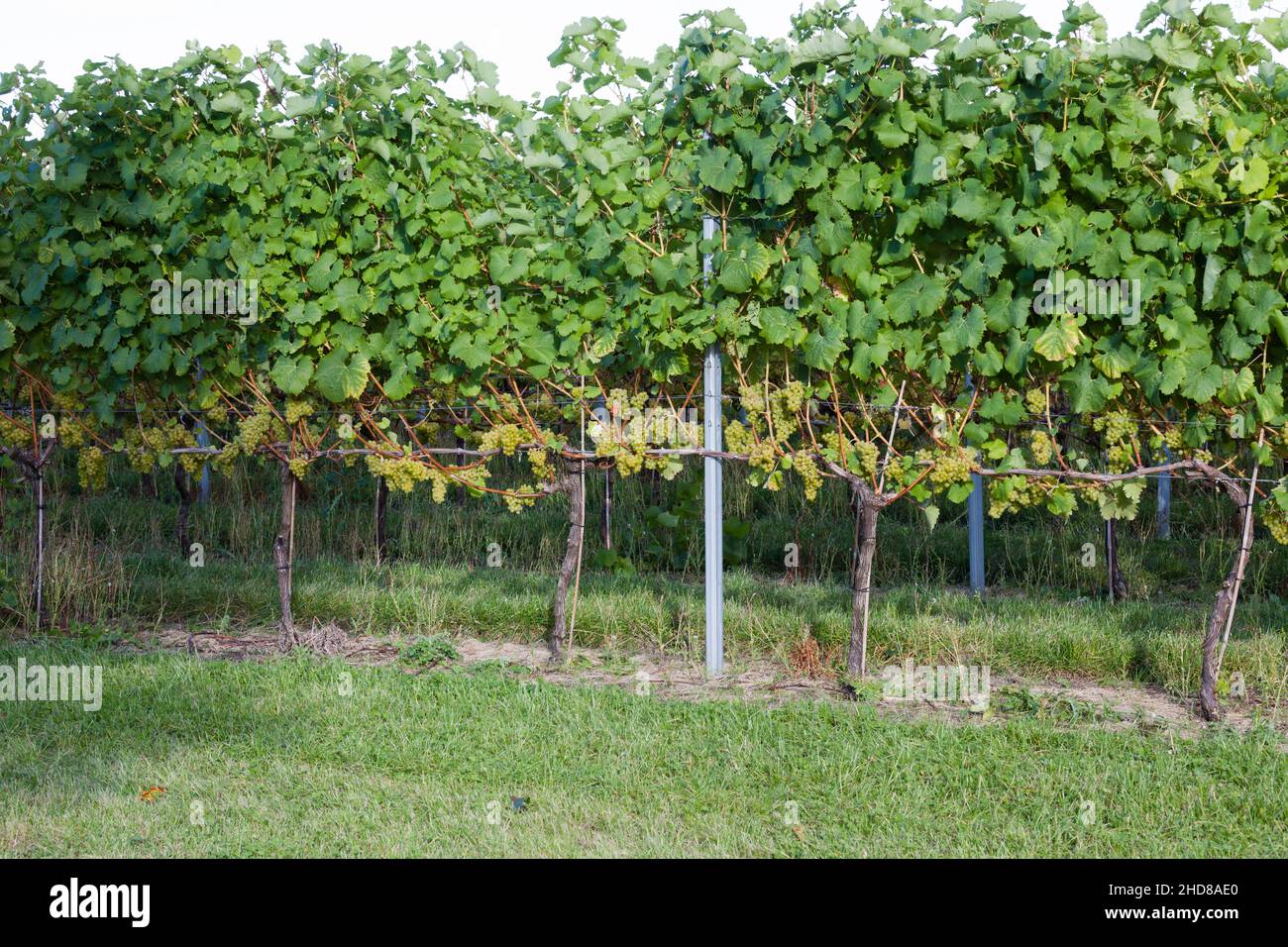 Grapevines Oxfordshire UK Stock Photo