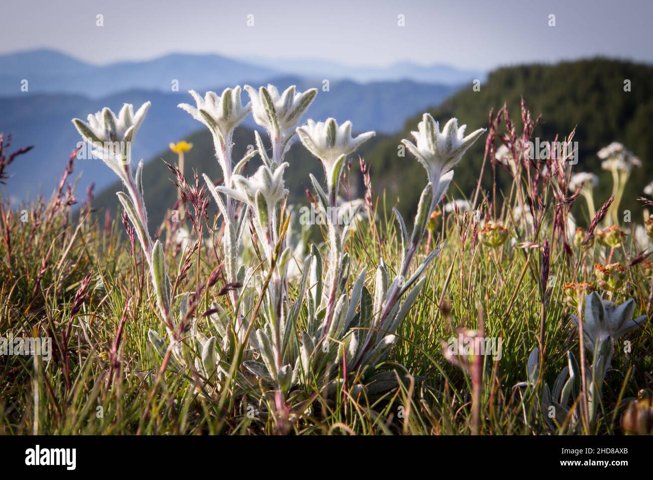Closeup of blooming alpine Edelweiss flower Stock Photo