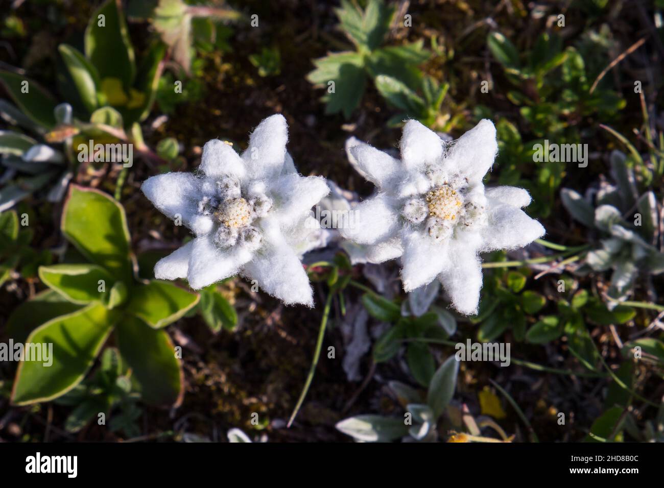 Closeup of blooming alpine Edelweiss flower Stock Photo