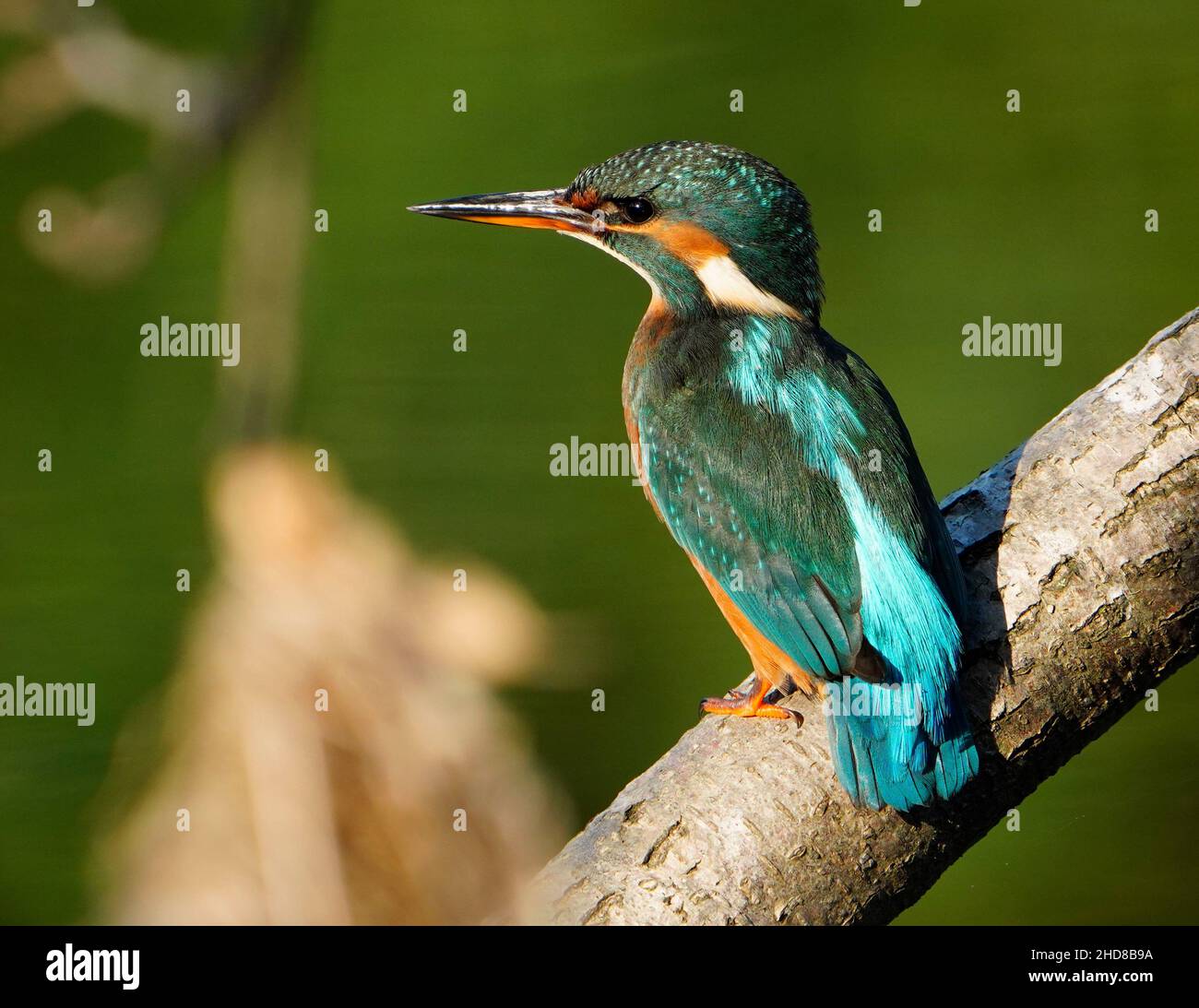 Female Kingfisher (Alcedo athis) Stock Photo