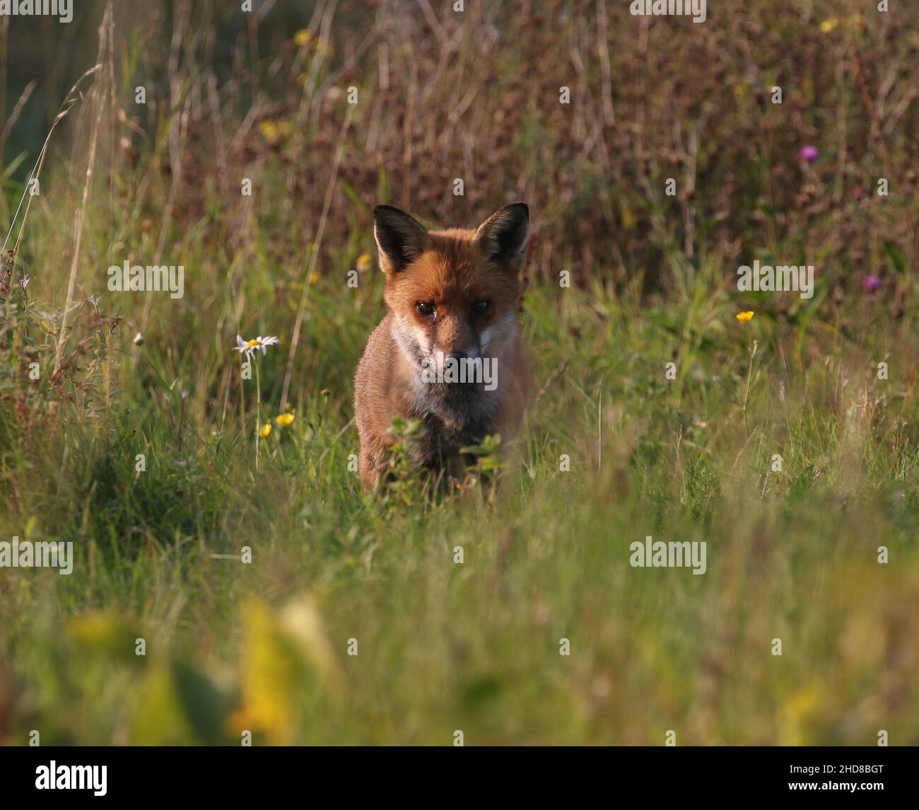 Young fox in a wild flower meadow, Derbyshire Stock Photo