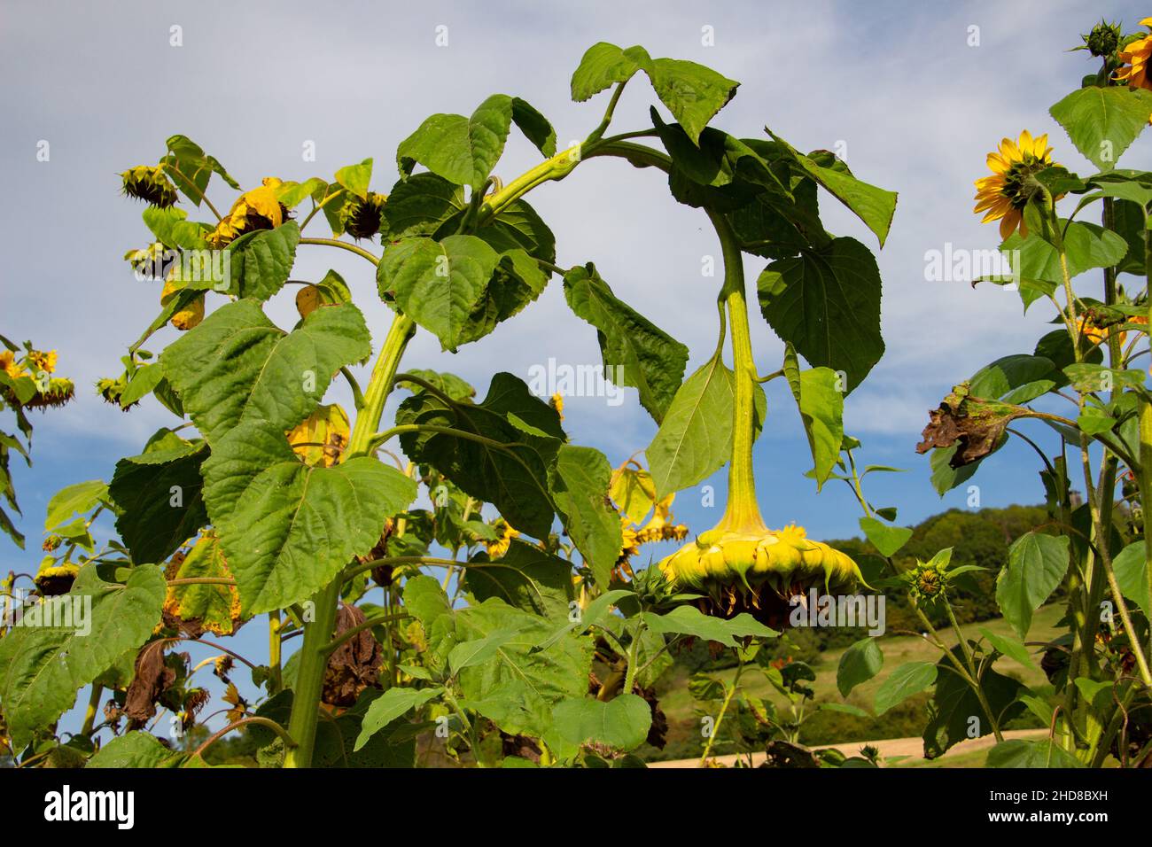 Bending over bent over hires stock photography and images Alamy