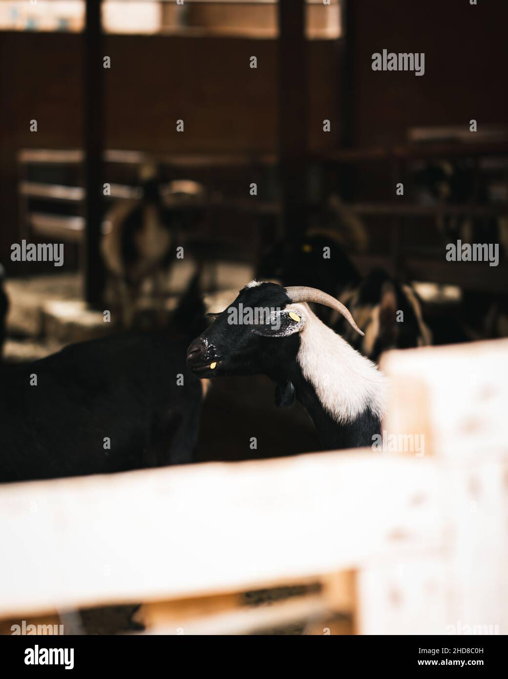 A goat in a animal farm Stock Photo