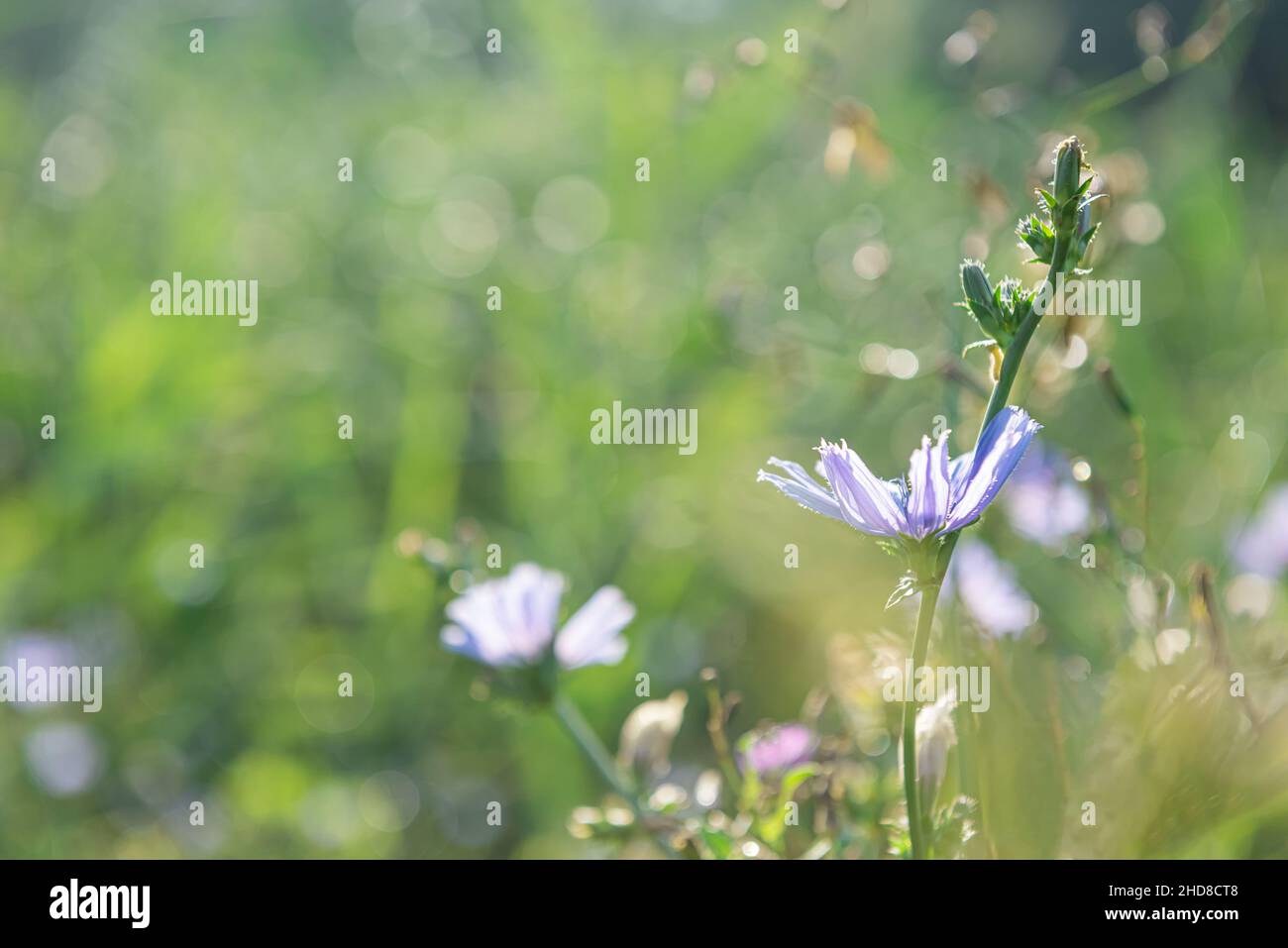 Blooming blue chicory plants in morning sunshine at summer meadow. This wildflower is used for alternative coffee drink. Wild flowers and green grass Stock Photo
