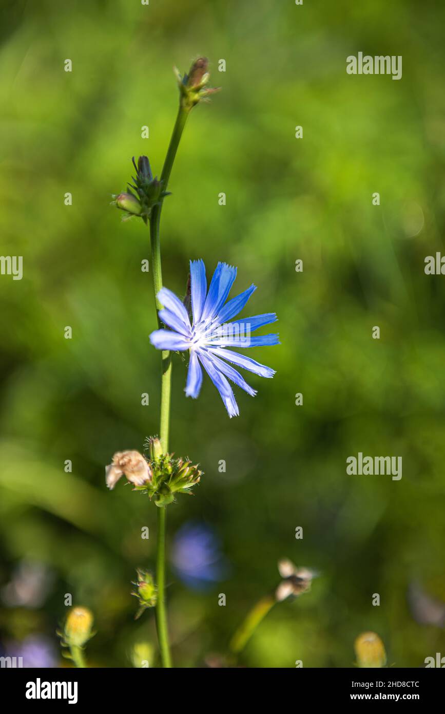 Chicory stem with blue flowers in its natural habitat. This plant is used for alternative coffee drink. Unfocused meadow and green grass at background Stock Photo