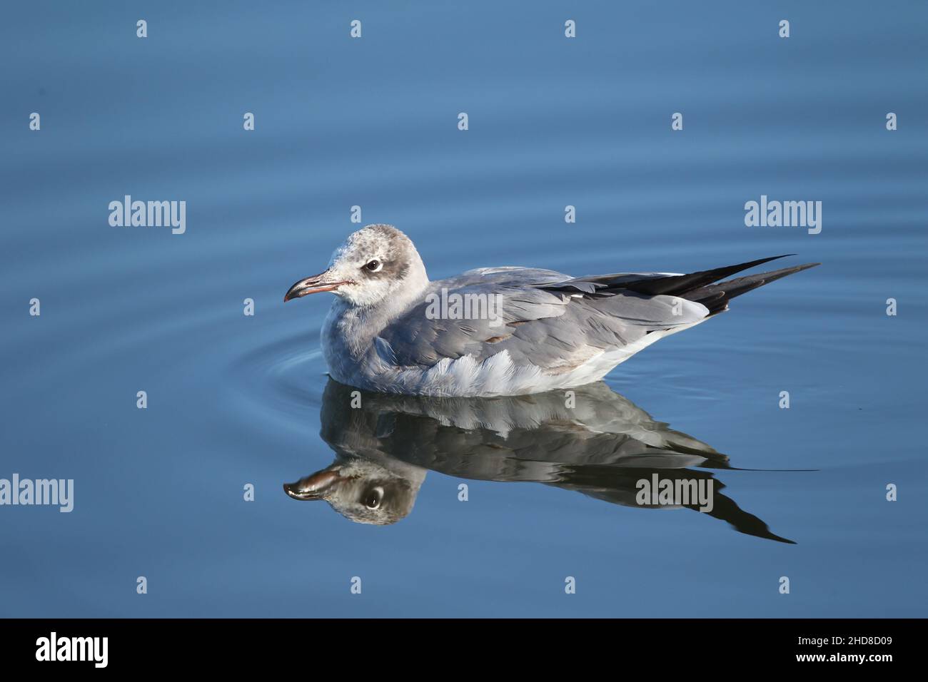 Black headed gull in Winter plumage, typically on still brackish water. Stock Photo