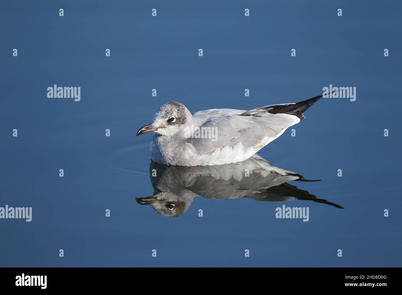 Black headed gull in Winter plumage, typically on still brackish water. Stock Photo