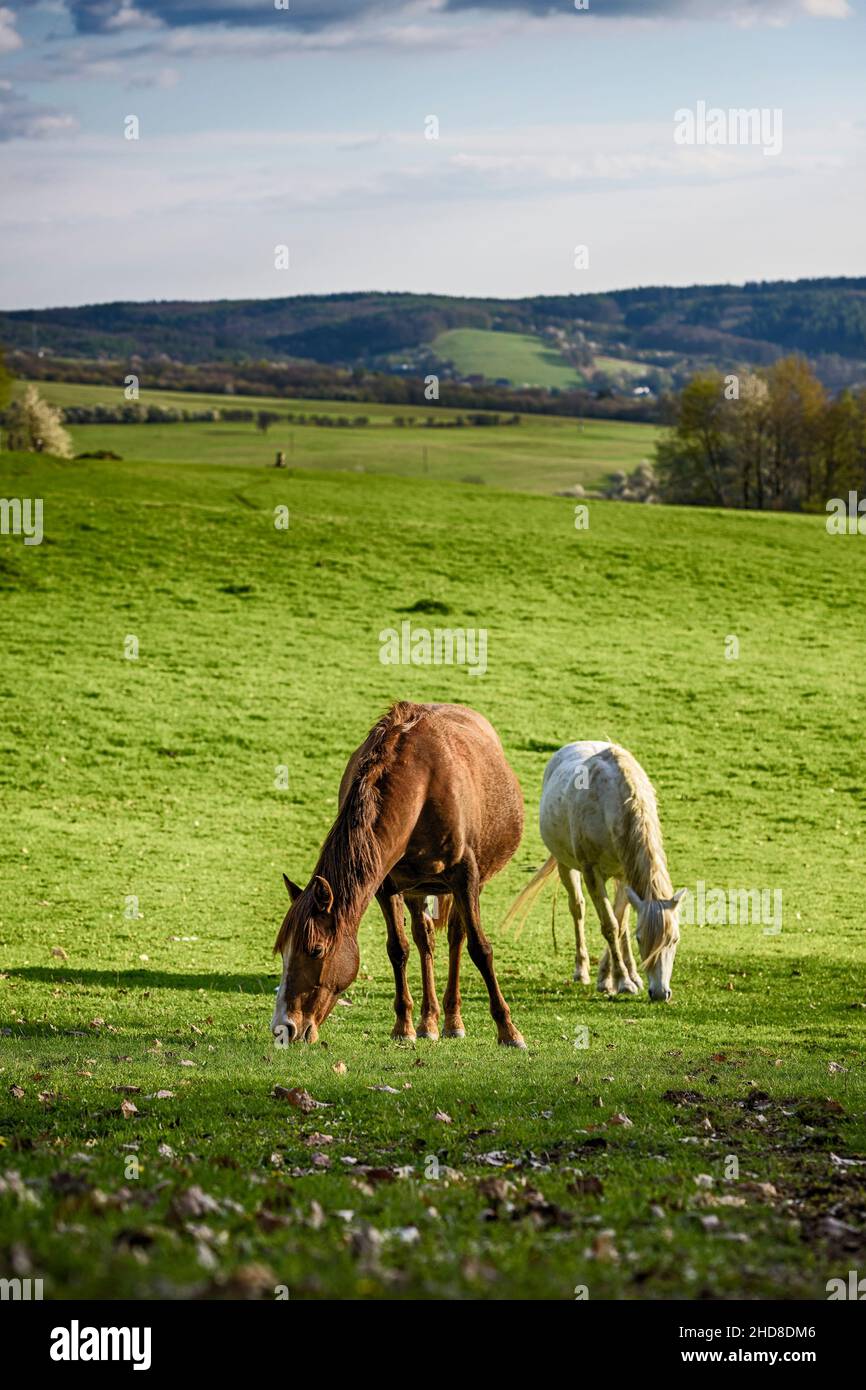 The horse - Equus ferus caballus, popular beautiful large domestic animal on pasture, Zlin, Czech Republic. Stock Photo