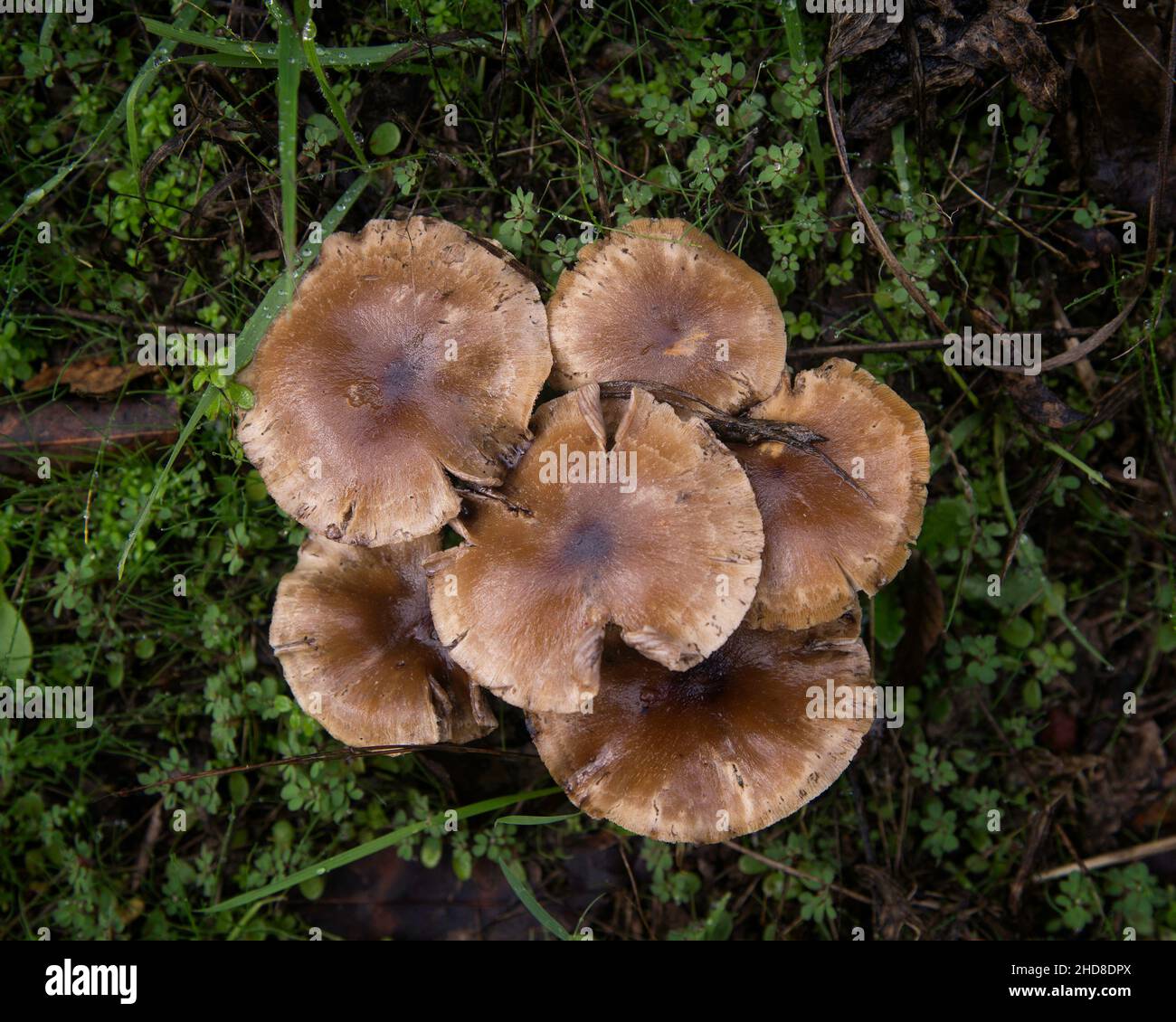 A close-up of an Armillaria sp. or honey fungi in Pfeiffer Big Sur SP, Big Sur, CA. The mushroom grows in damp and wooded areas. Stock Photo