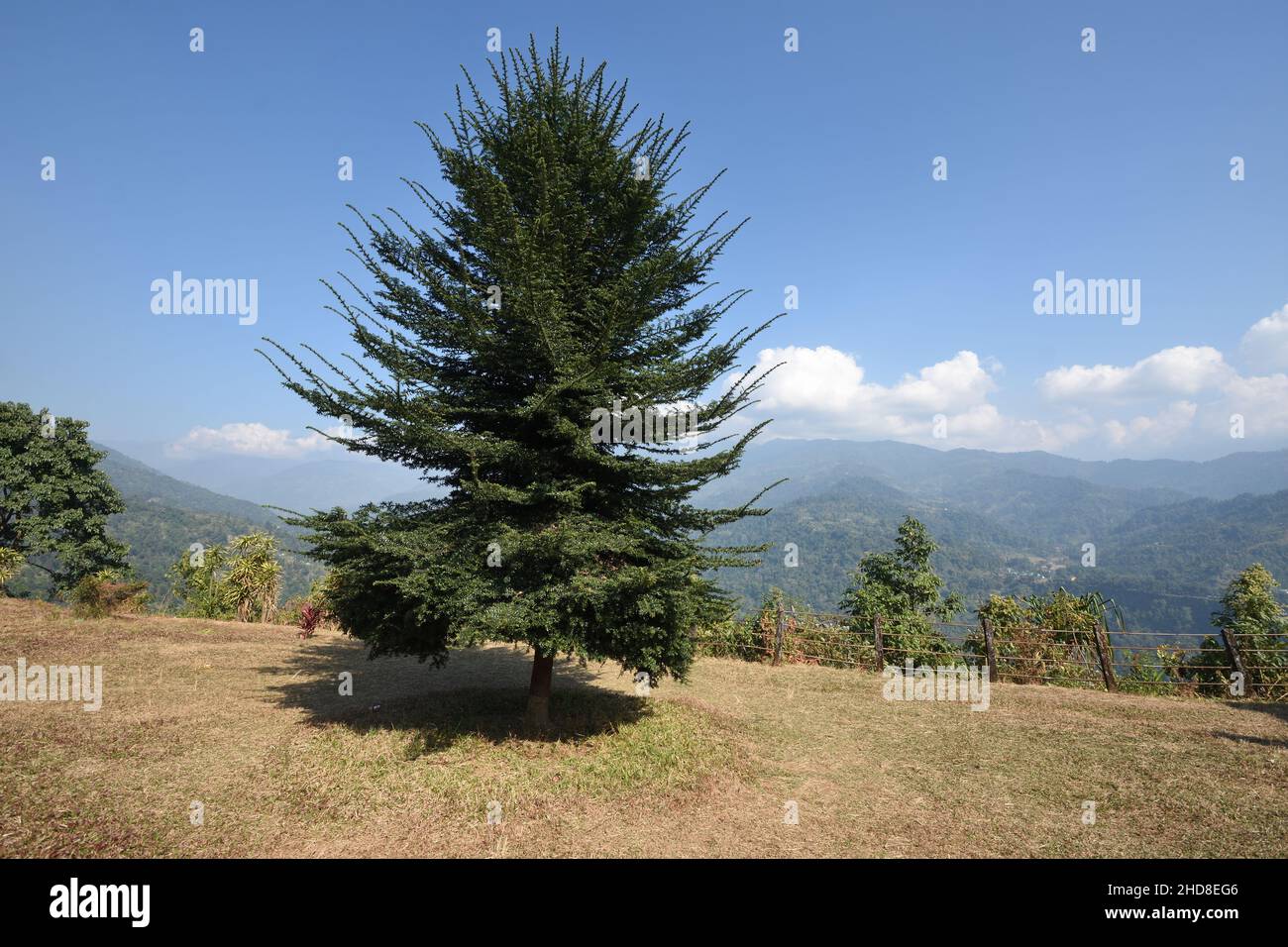 Coniferous tree. Dalgaon view point (altitude 2500 ft). Kalimpong, West Bengal, India. Stock Photo