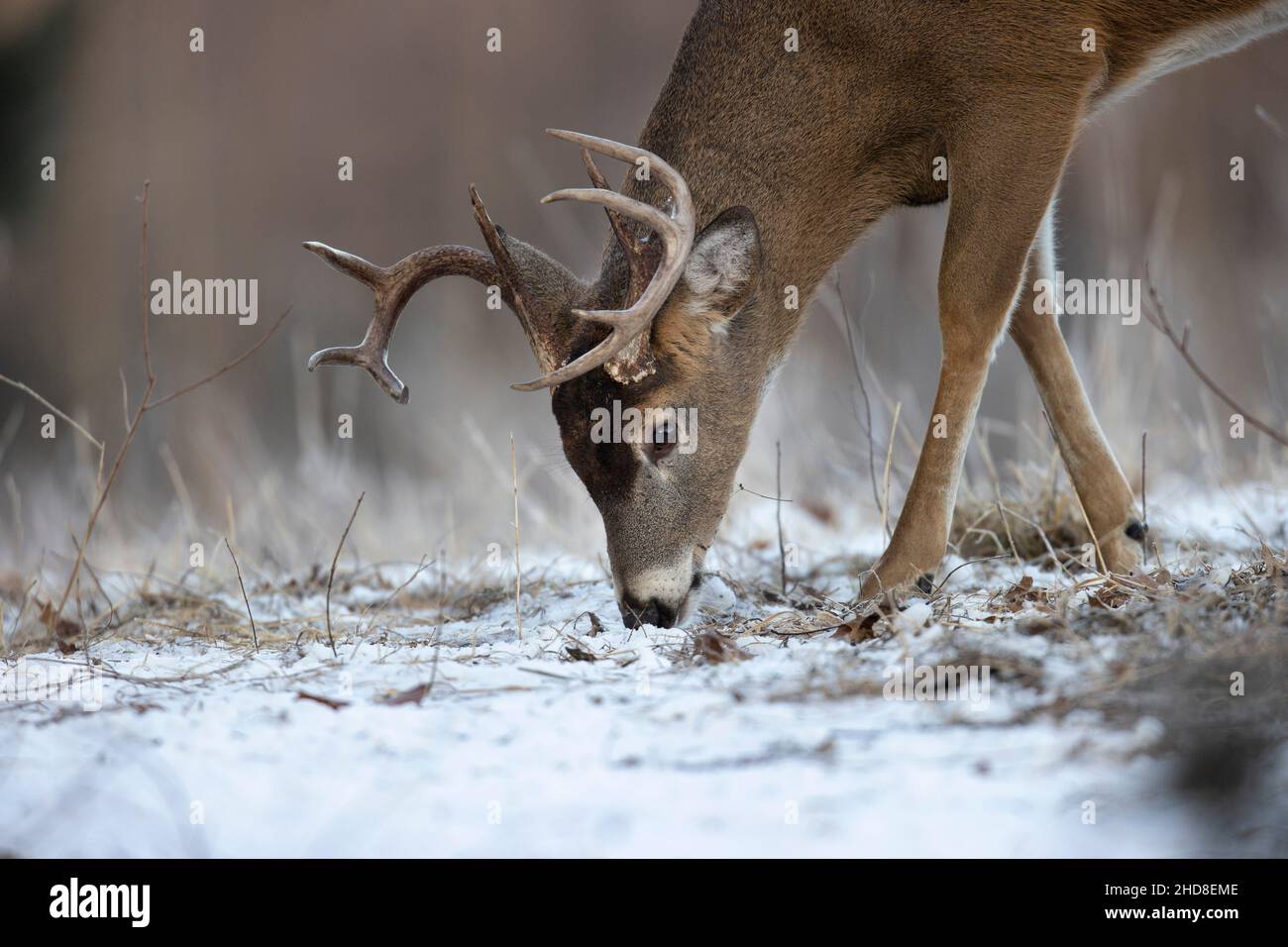 Close-up of a buck whitetail deer eating off the ground. Stock Photo