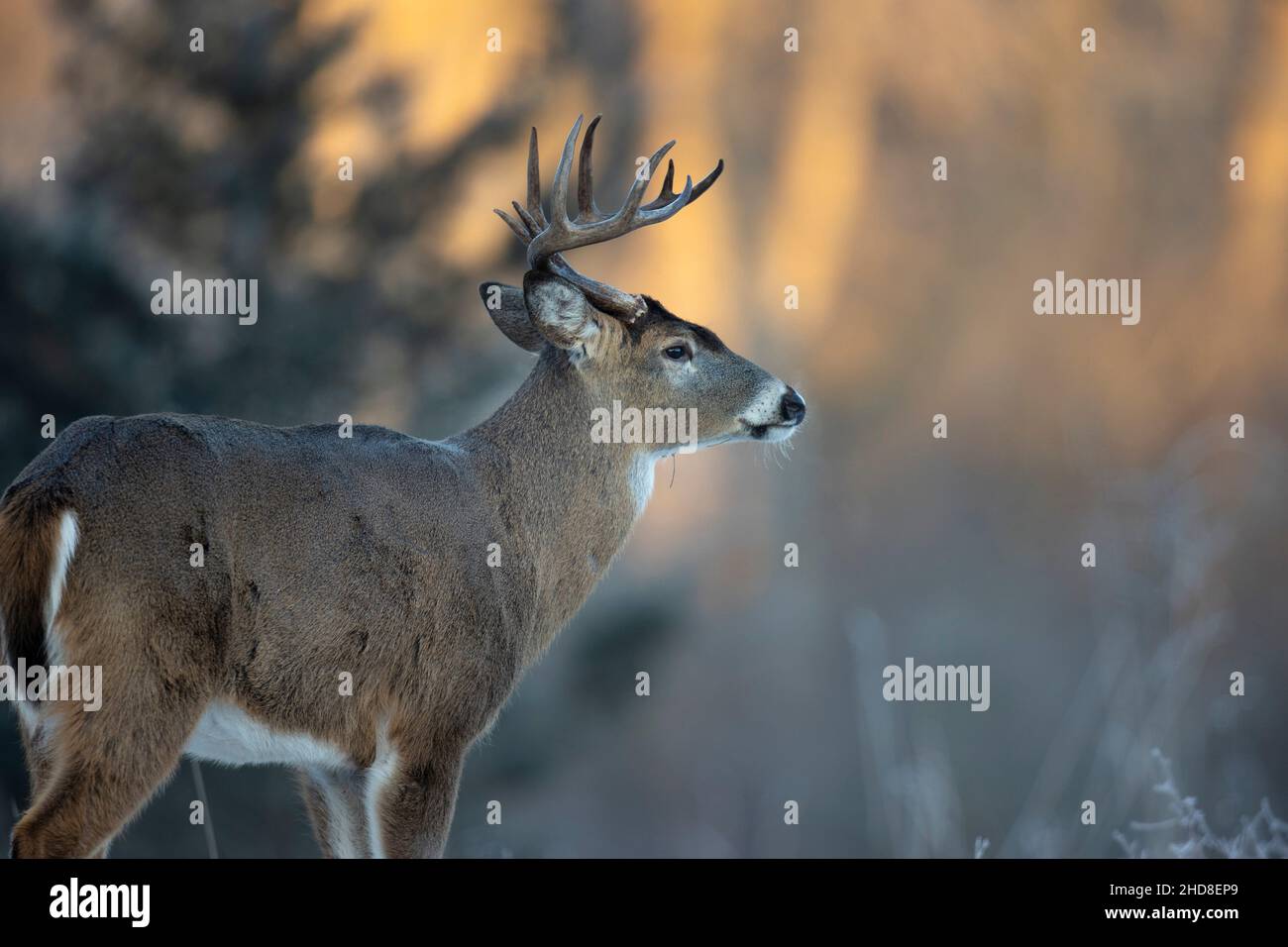 Majestic buck whitetail deer. Stock Photo