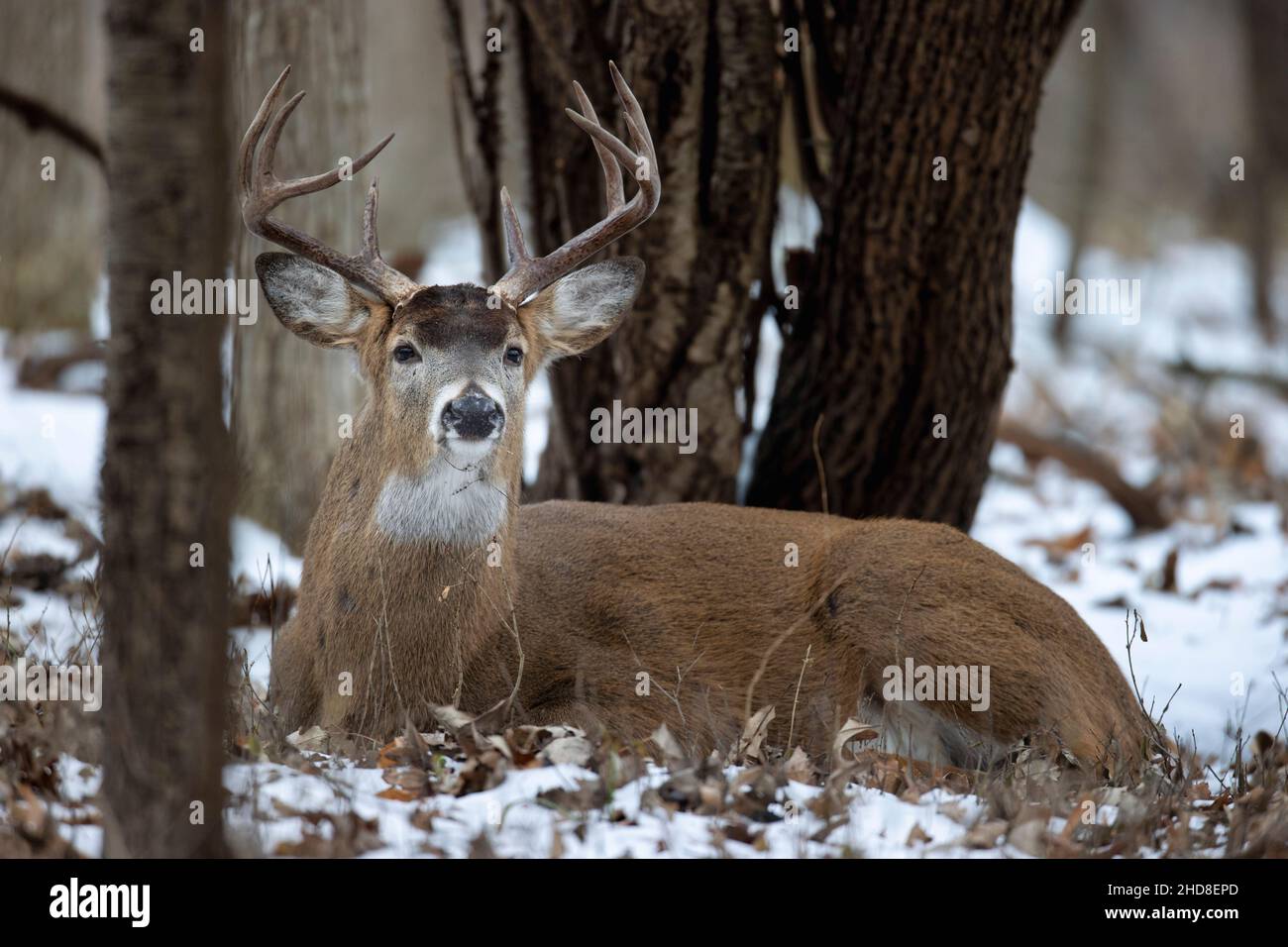 Buck whitetail deer laying in the woods. Stock Photo