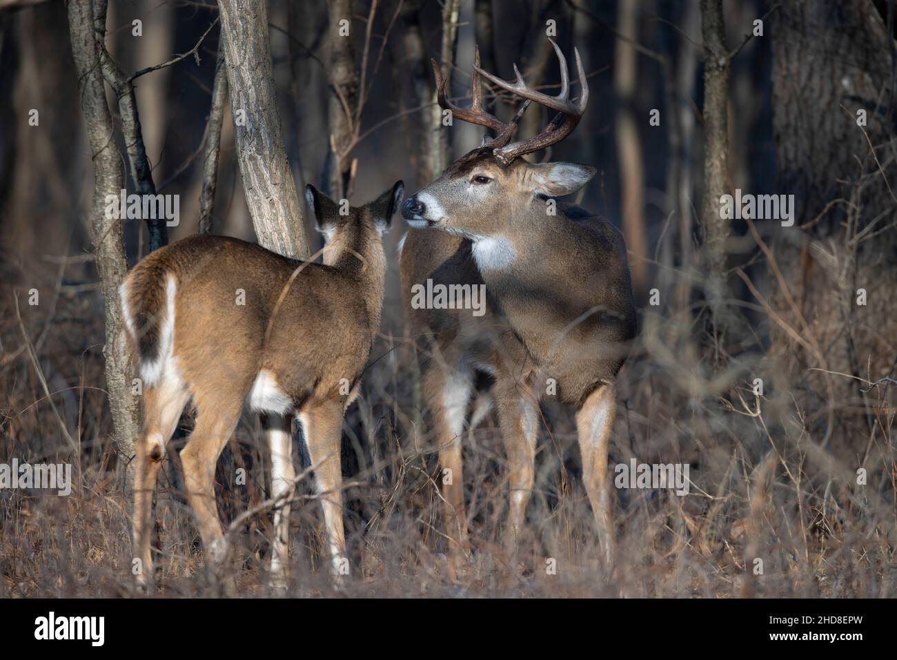 Buck whitetail deer with a doe in the woods. Stock Photo