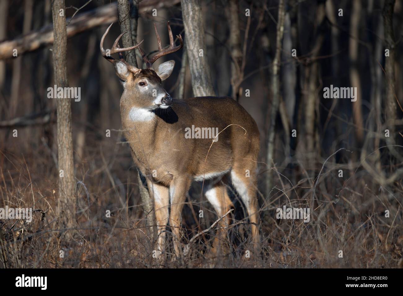 Buck whitetail deer at the edge of the forest. Stock Photo