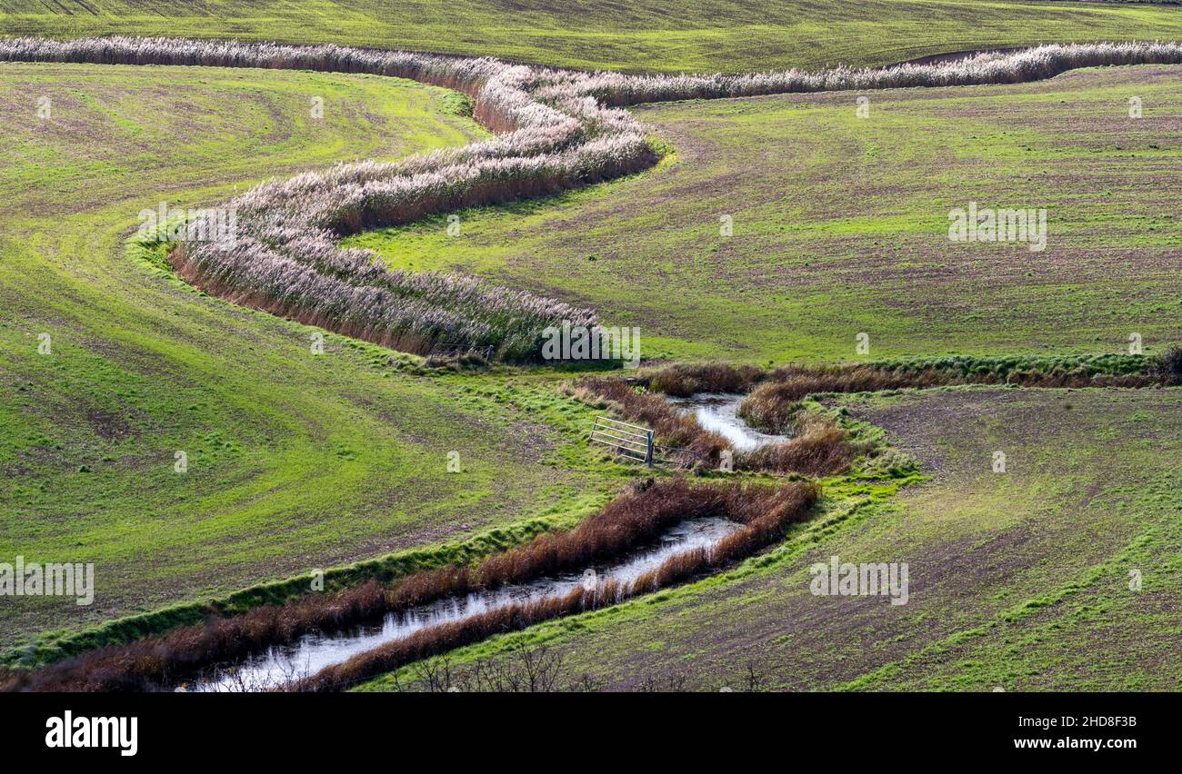 Reed-fringed drainage ditches or rhynes meandering around field edges on the Somerset levels near Brean Down Somerset UK Stock Photo