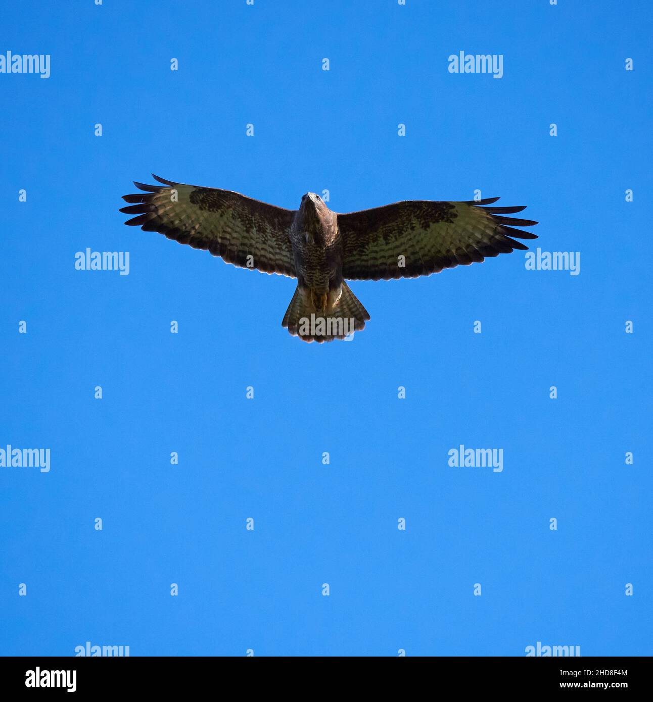 Common Buzzard Buteo buteo flying over Ashton Court near Bristol UK