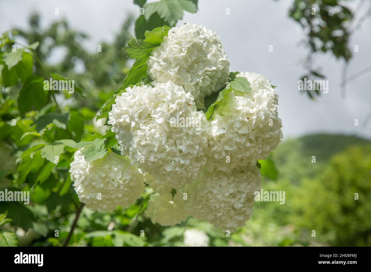 Hydran High Resolution Stock Photography and Images - Alamy