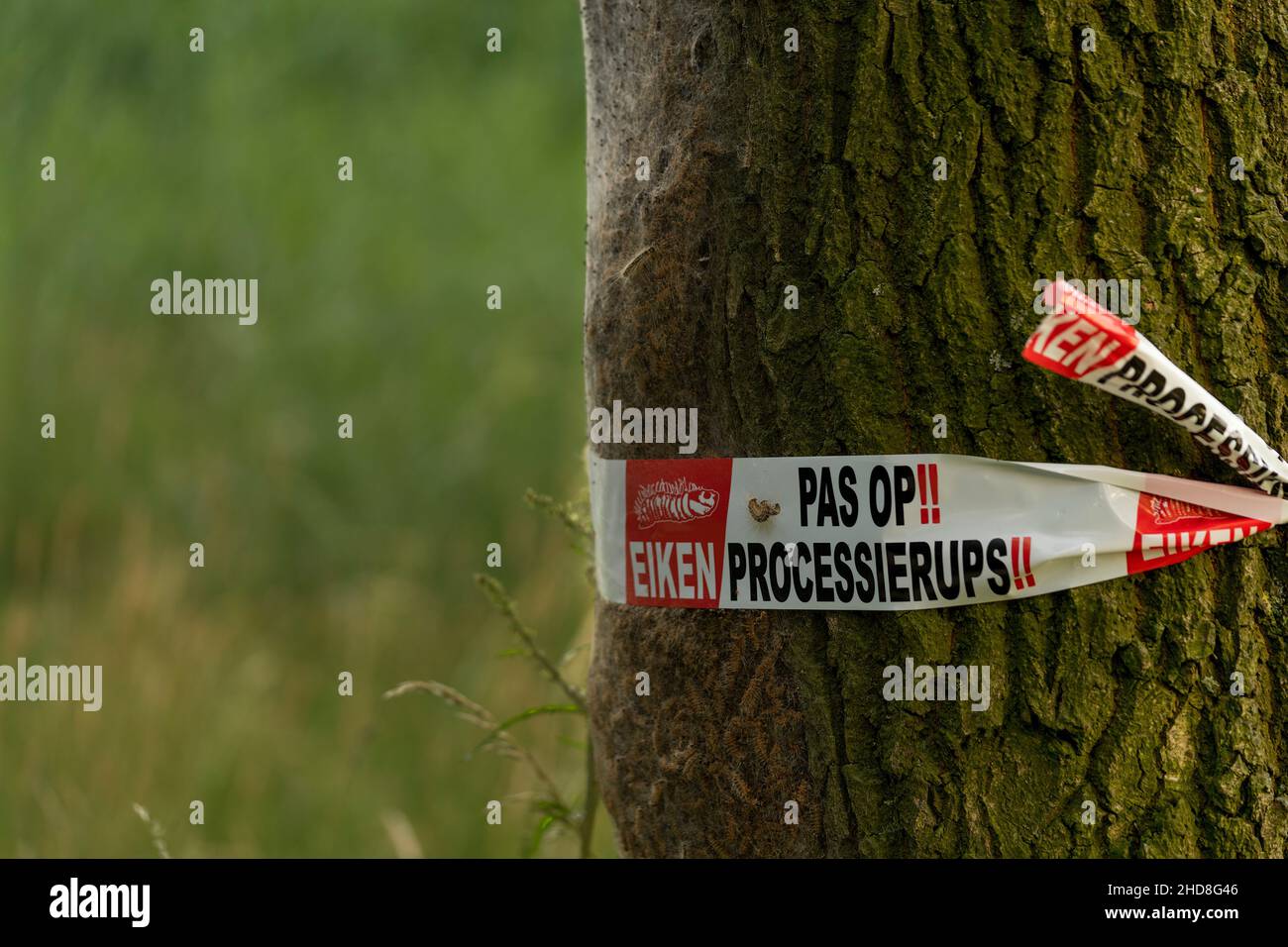 A warning  sign for oak procession caterpillars on a tree in the Netherlands Web of oak procession caterpillars with barrier tape and warning for heal Stock Photo