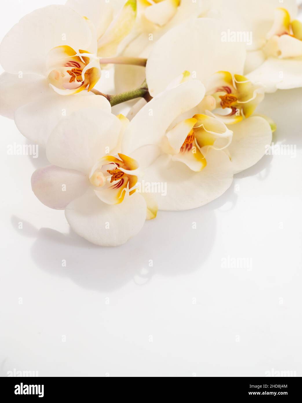 Phalaenopsis orchid moth dendrobium orchidea on white background. White fresh elegant exotic flower for spa, aromatherapy, zen. Orhid plant for event, Stock Photo