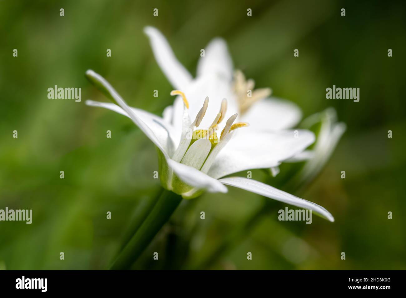 Dove dung hires stock photography and images Alamy