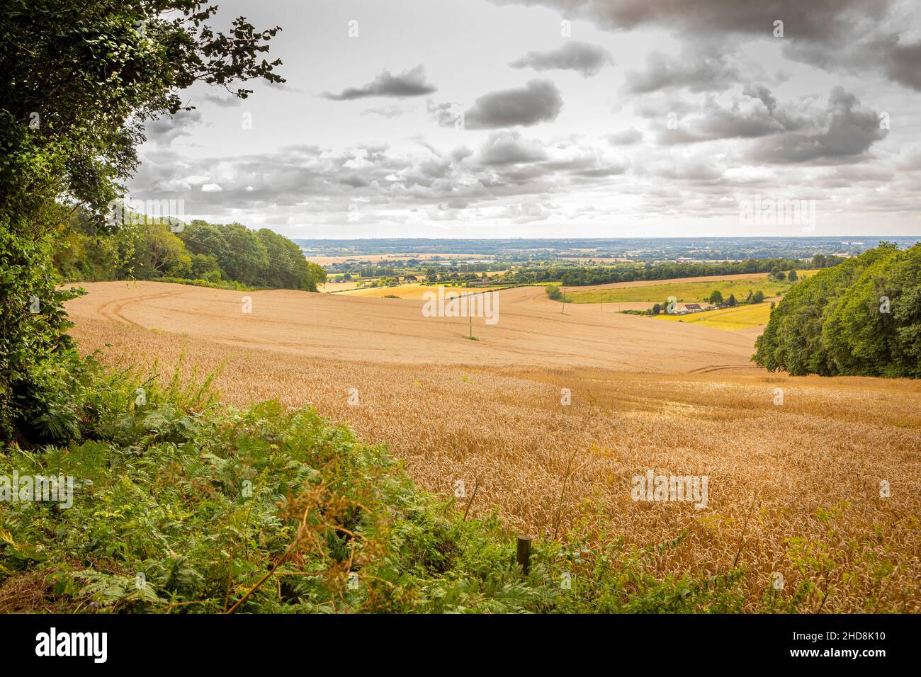 A landscape shot of wheatfields in Kent, UK Stock Photo