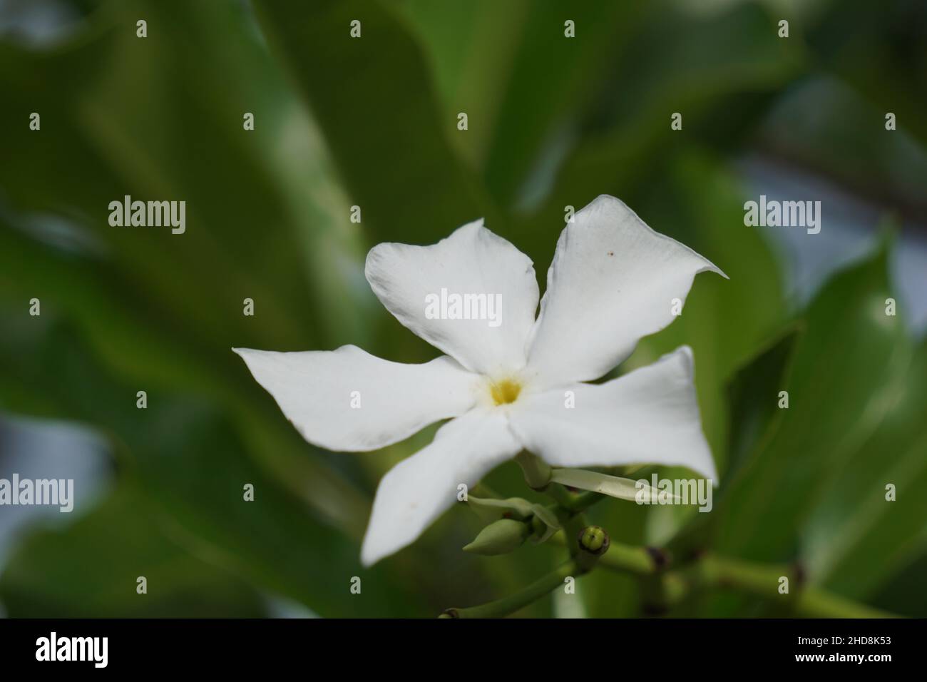 Cerbera odollam (also called pong pong tree, Cerbera manghas, sea mango ...