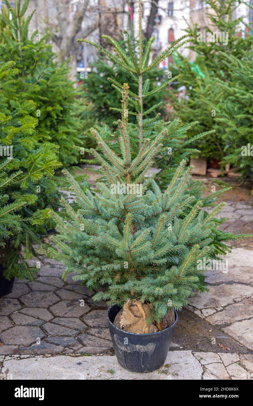 Potted Christmas Trees Live Natural Evergreen at Street Tilt Up Stock
