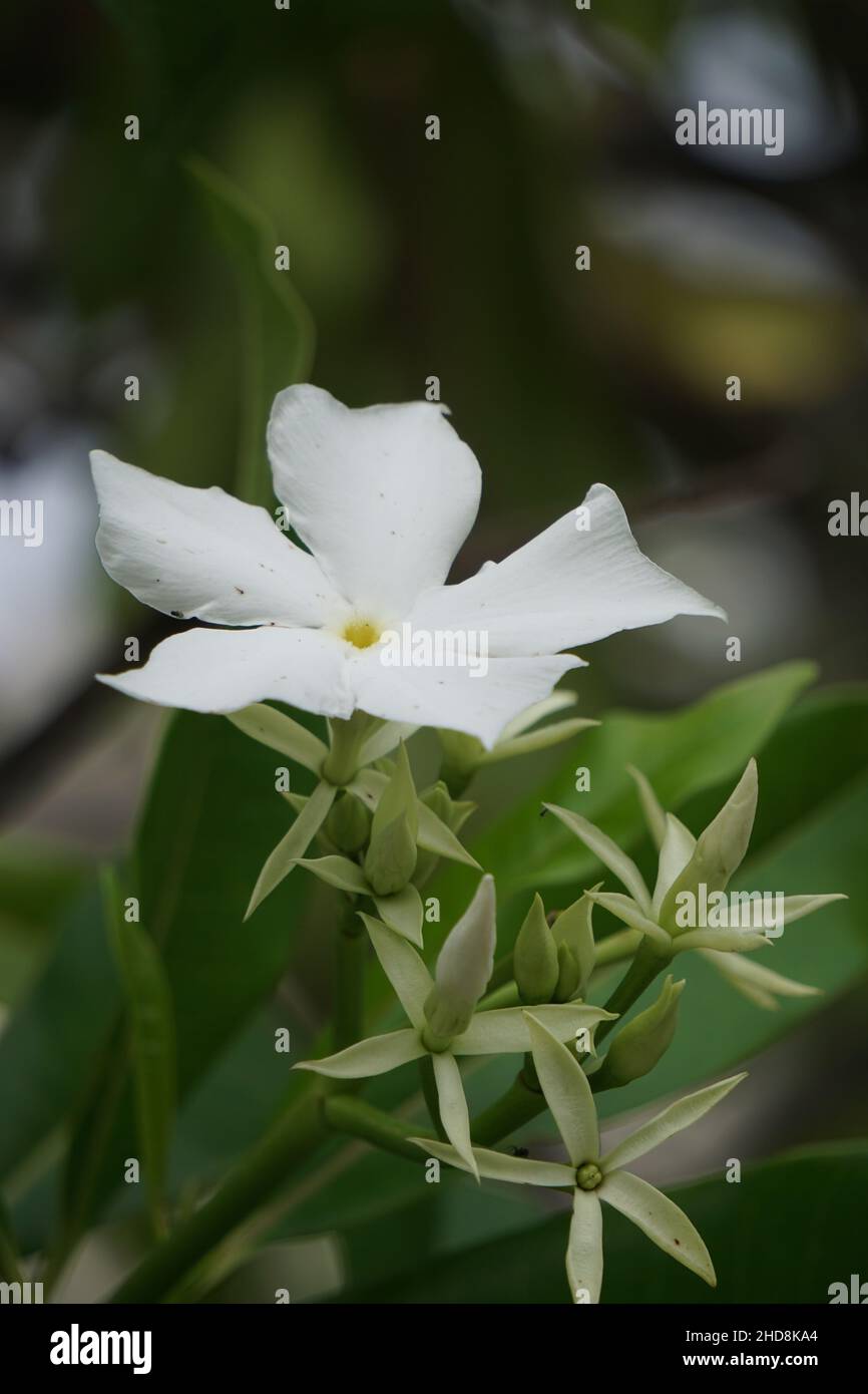 Cerbera odollam (also called pong pong tree, Cerbera manghas, sea mango ...