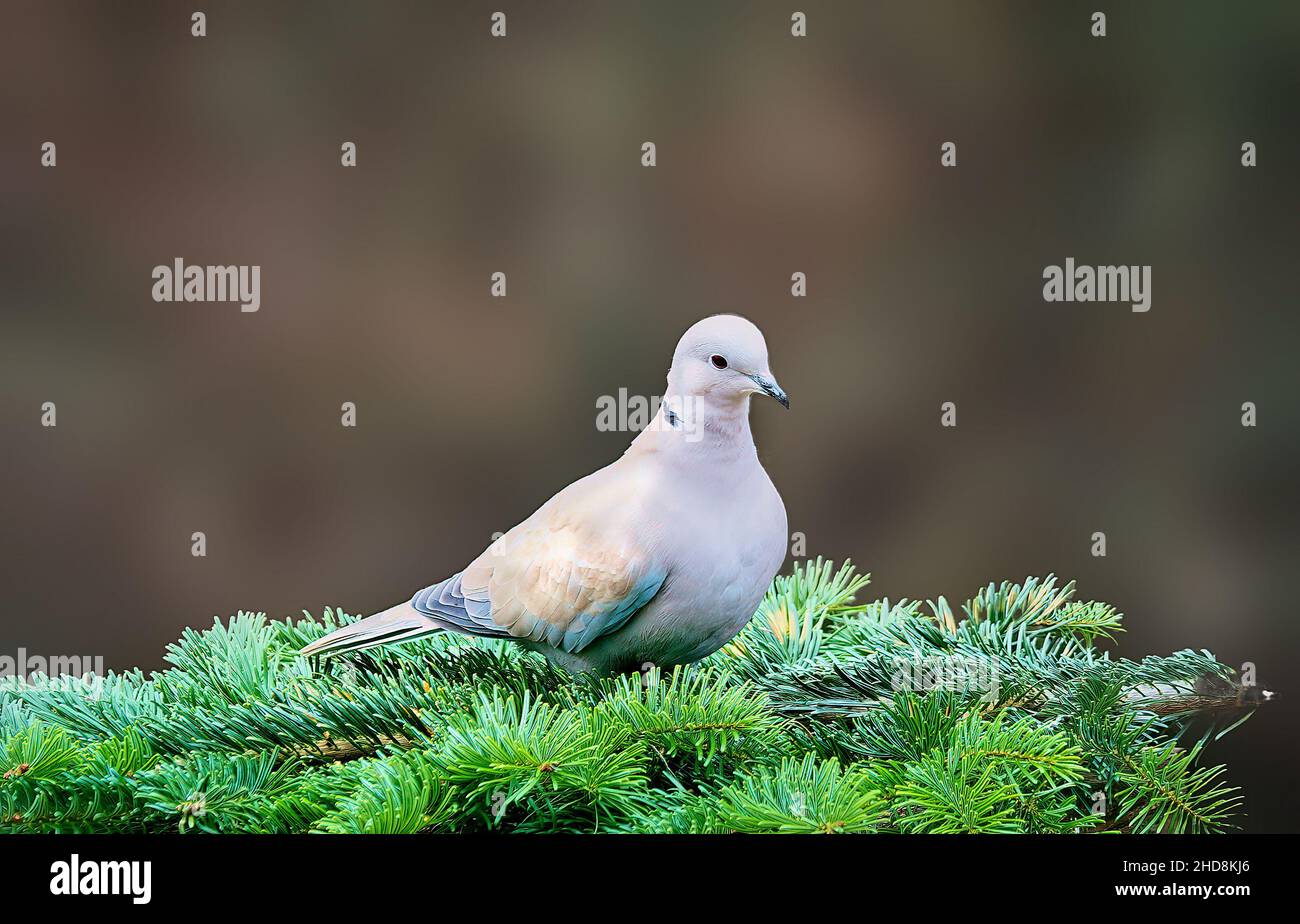 lone ring dove sat on green branch of pine tree Stock Photo