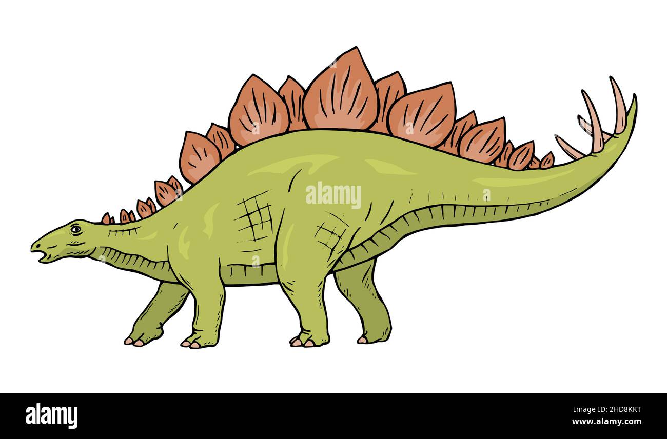 Stegosaurus herbivorous dinosaur on white background. There are plates on  the back, sharp thorns on the tail. Jurassic prehistoric animal. Vector  isol Stock Vector Image & Art - Alamy