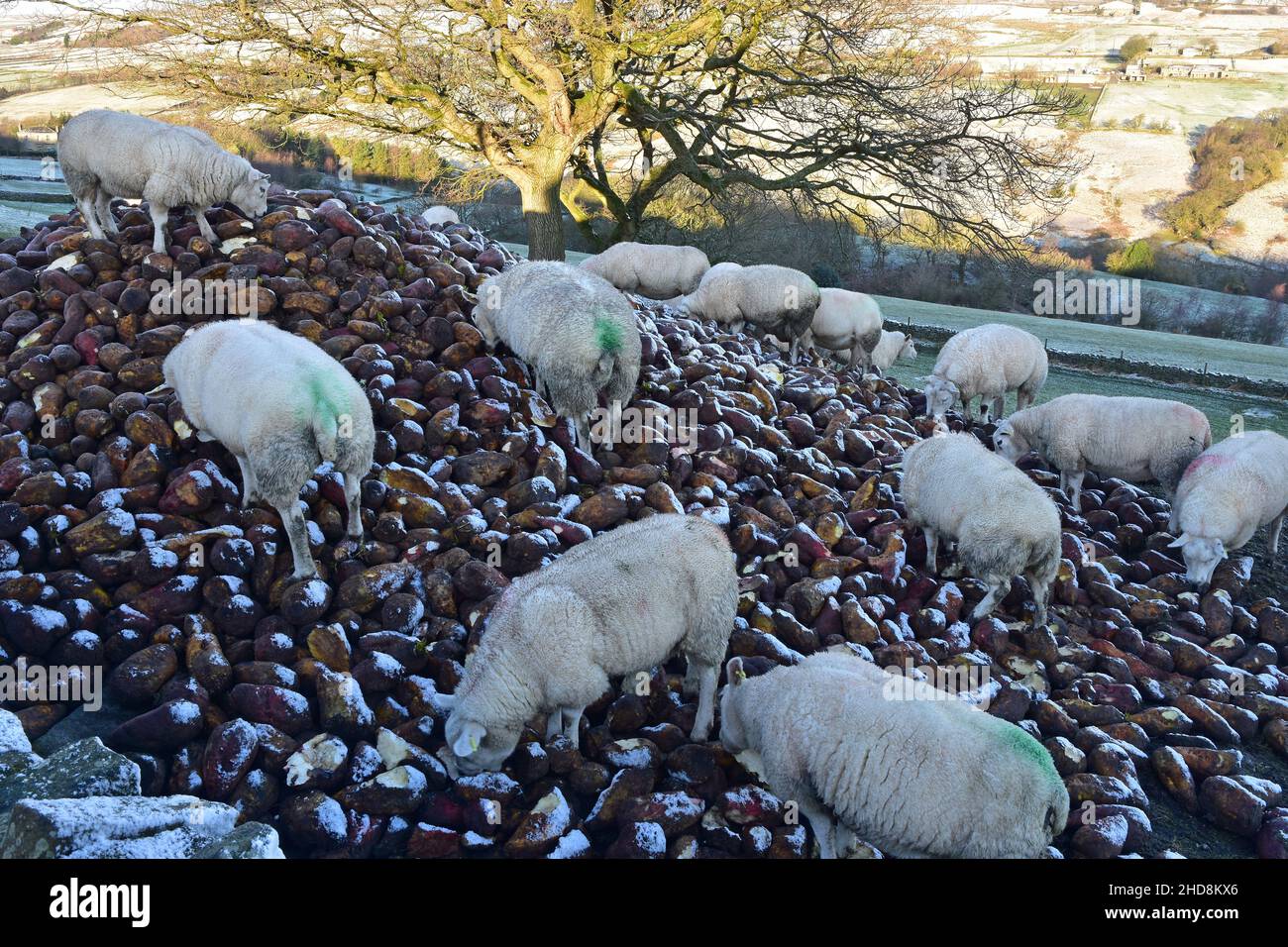 Sheep eating turnips on Haworth Moor, West Yorkshire Stock Photo Alamy