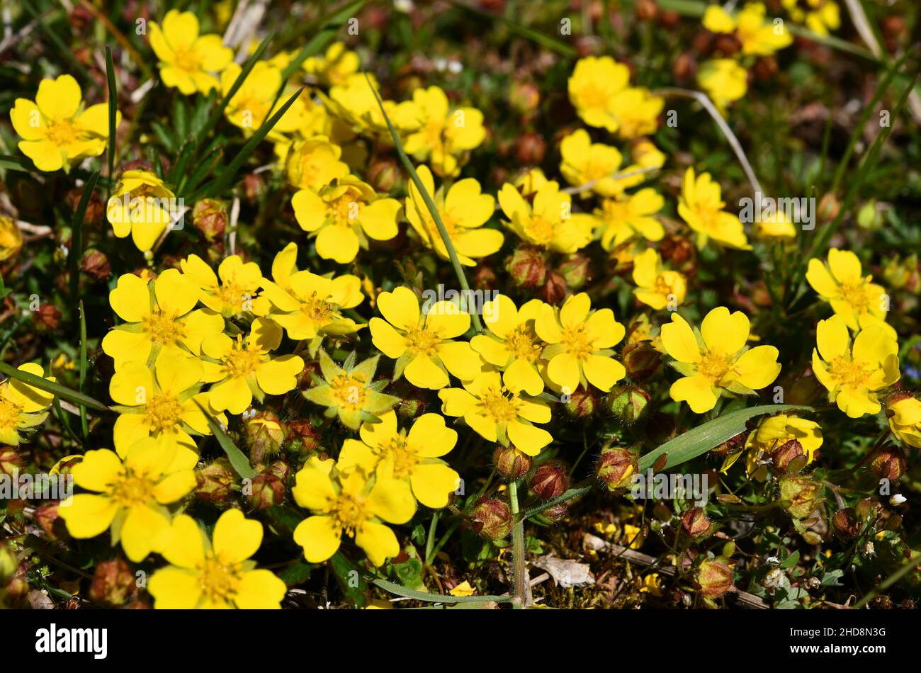 yellow flowering spring cinquefoil Stock Photo