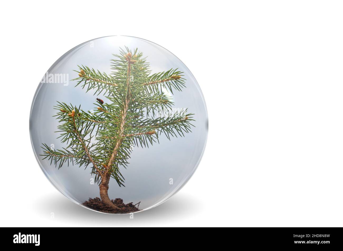Spruce seedling in a glass ball, illustration Stock Photo