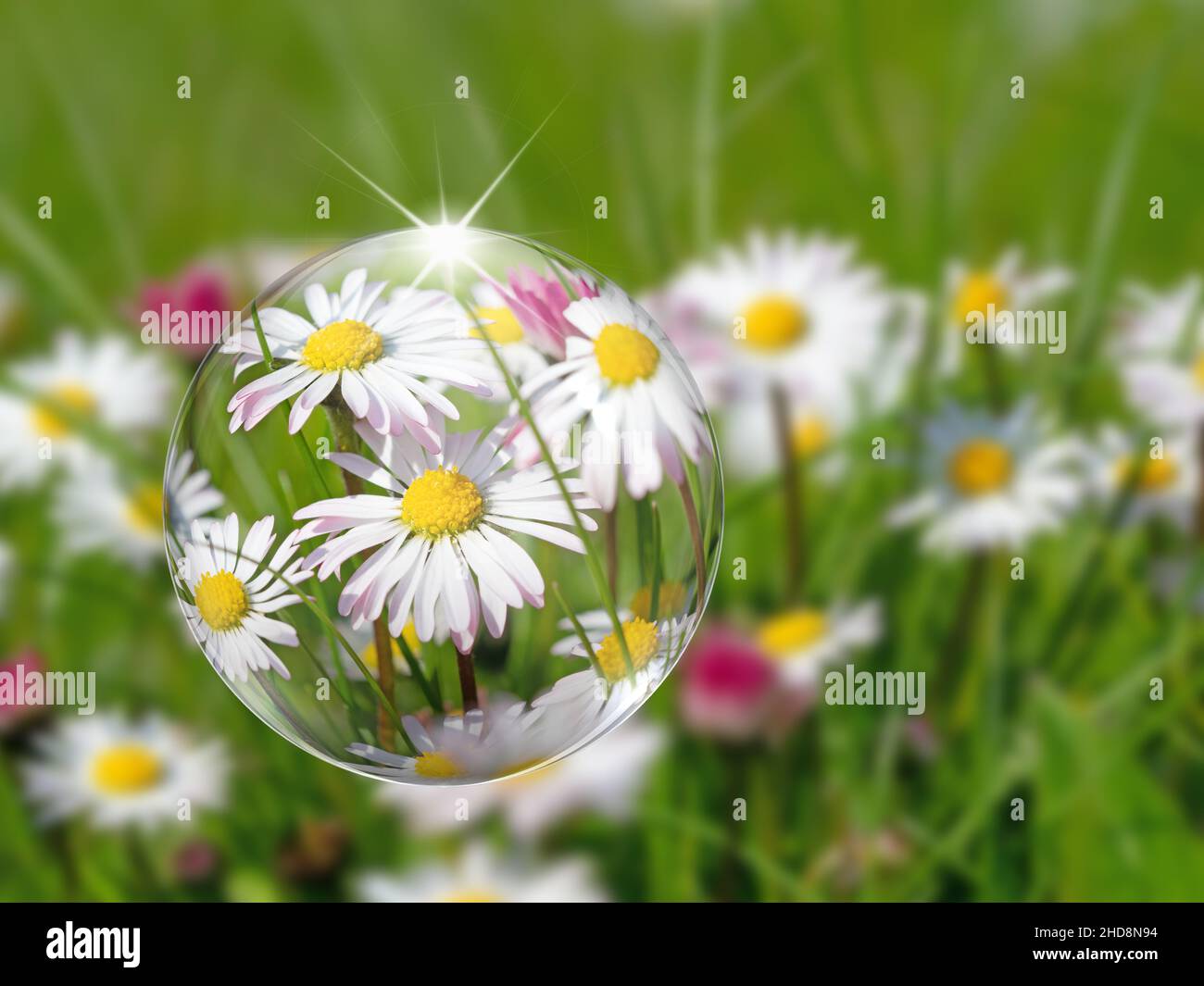 Daisies, Bellis perennis, in a close-up, Illustration Stock Photo