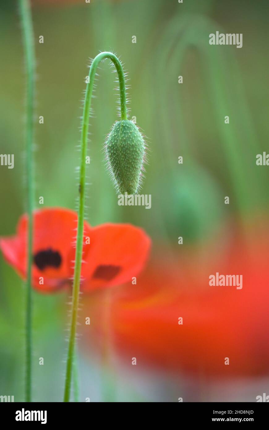 Field poppy corn hi-res stock photography and images - Alamy