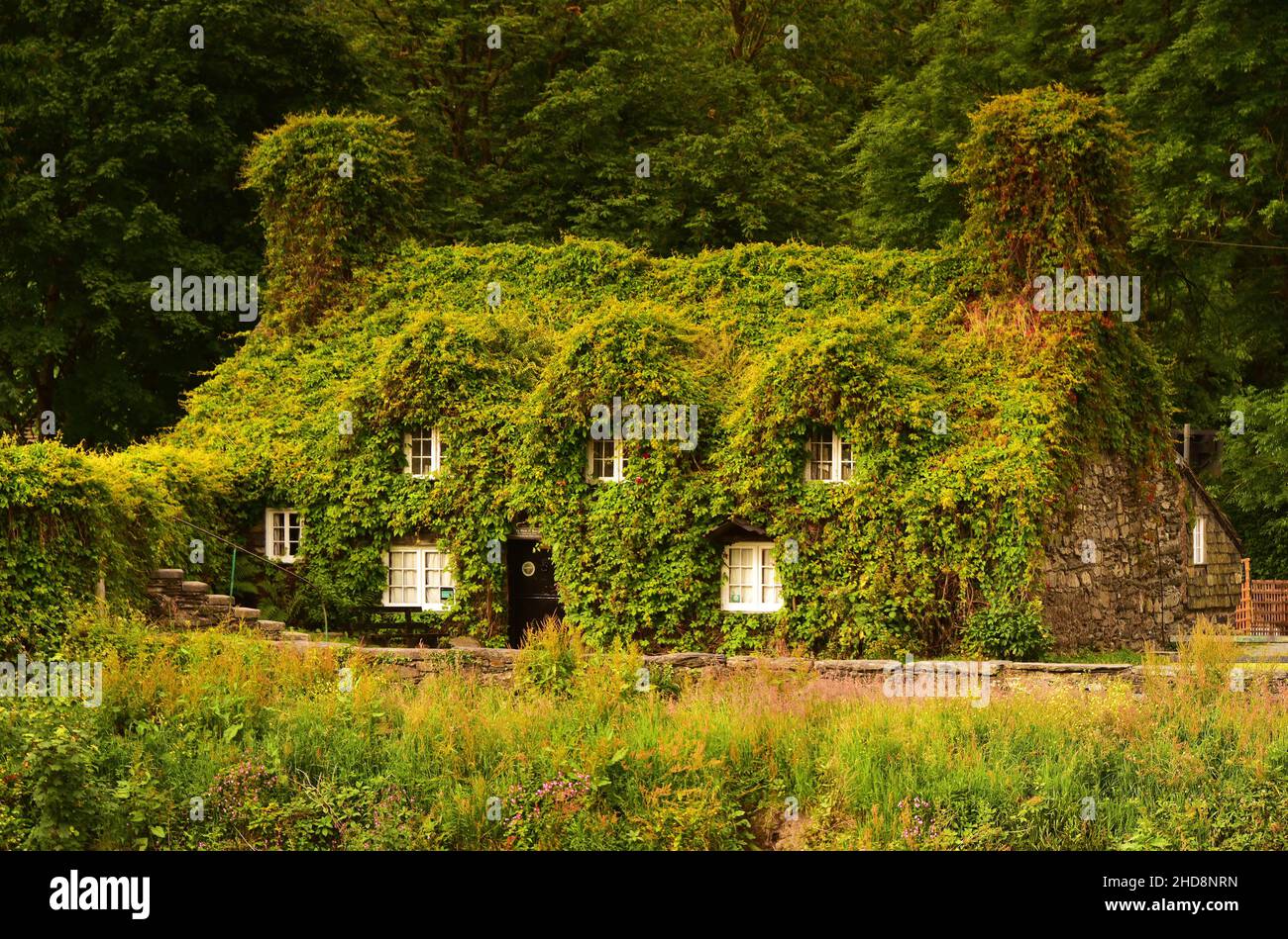 Ivy covered cottage hi-res stock photography and images - Alamy