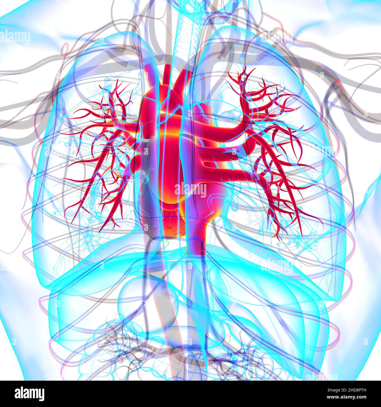 Human Heart Anatomy For Medical Concept 3D Illustration Stock Photo - Alamy