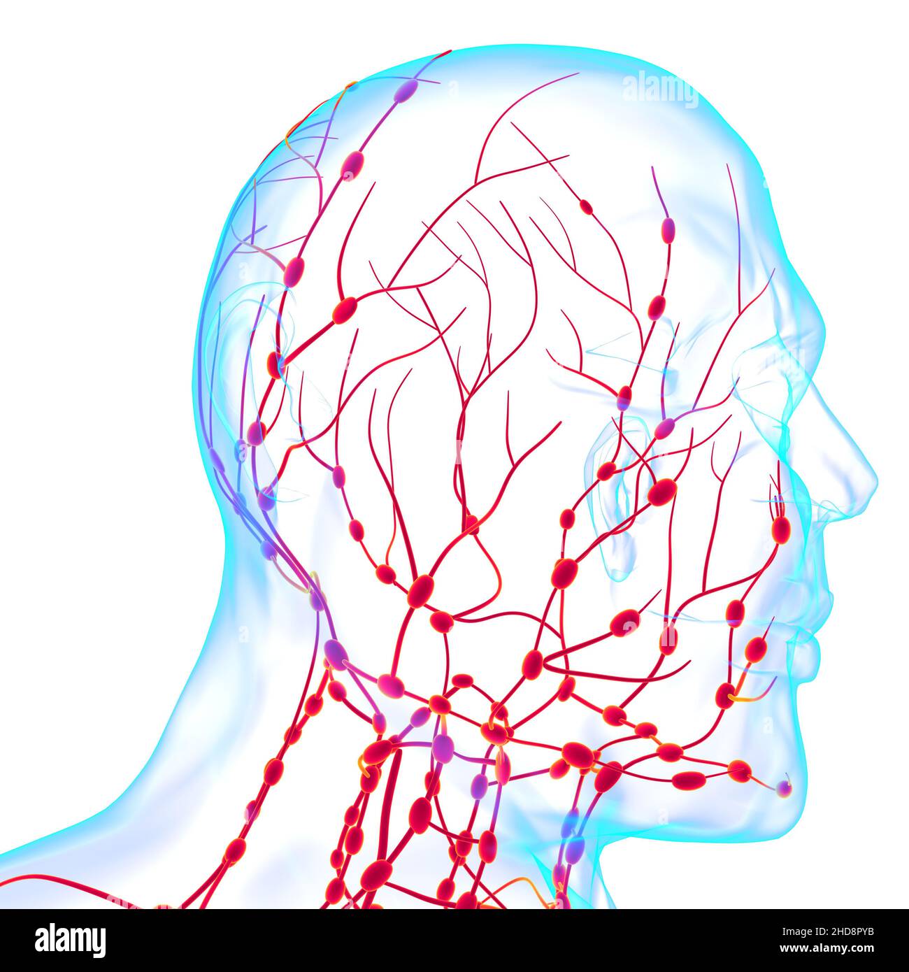 Human Lymph Nodes Anatomy For Medical Concept 3d Illustration Stock