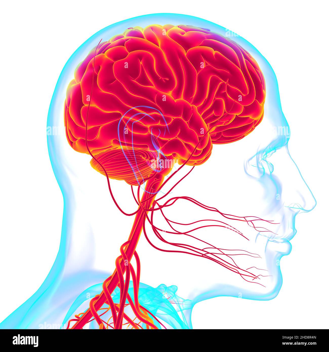 Human Brain Anatomy For Medical Concept 3D Illustration Stock Photo - Alamy