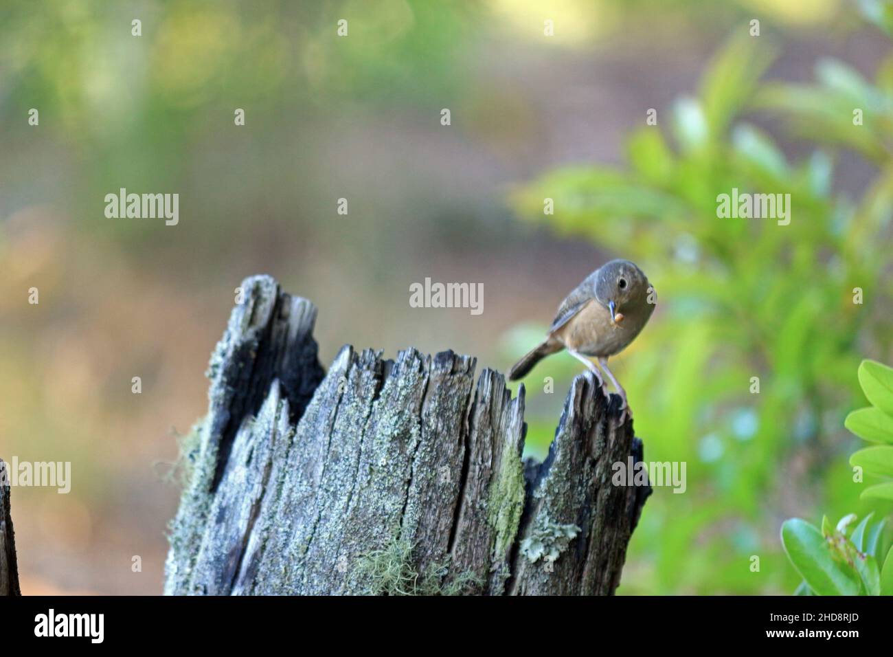 A small bird perched on an old tree trunk. It has its food in its beak, an insect. Stock Photo