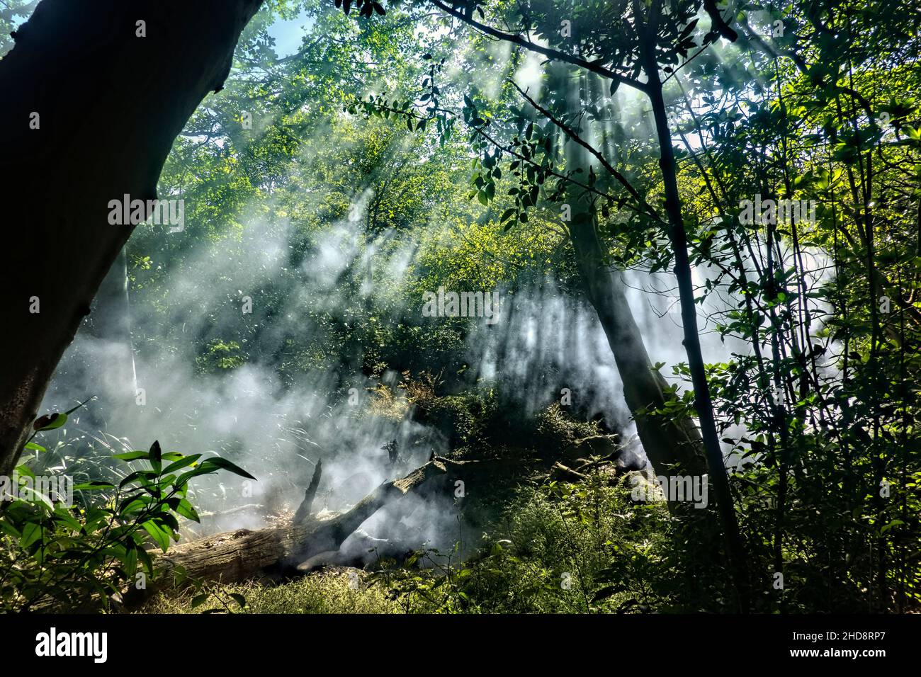 Sunlight and smoke from boiling thermal springs, Rincon de La Vieja National Park, Guanacaste, Costa Rica Stock Photo