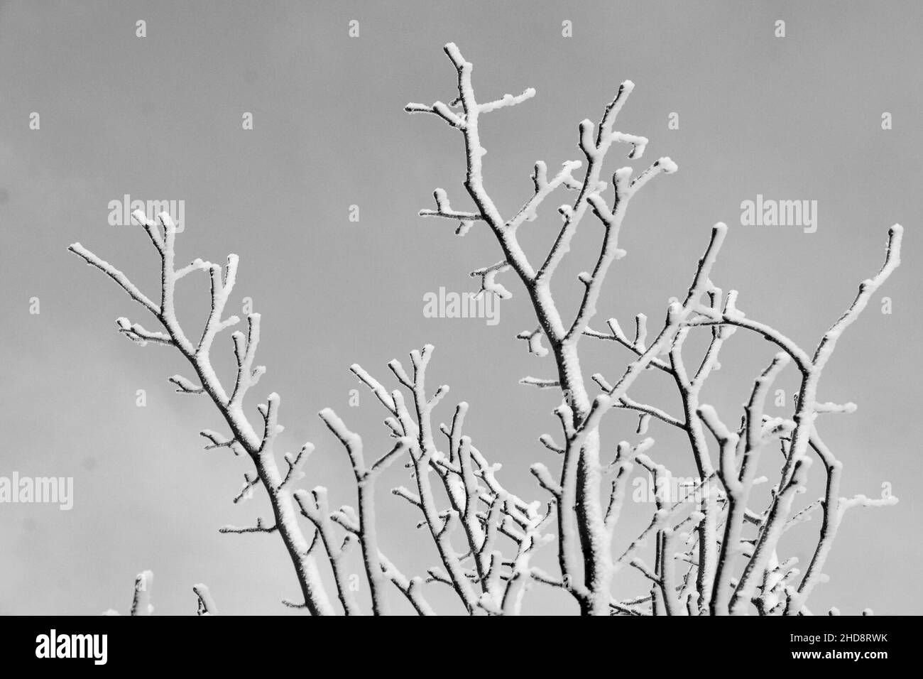 winter landscape, snow and frost on trees, extreme weather, trees and woodland, stratospheric Polar Vortex Stock Photo