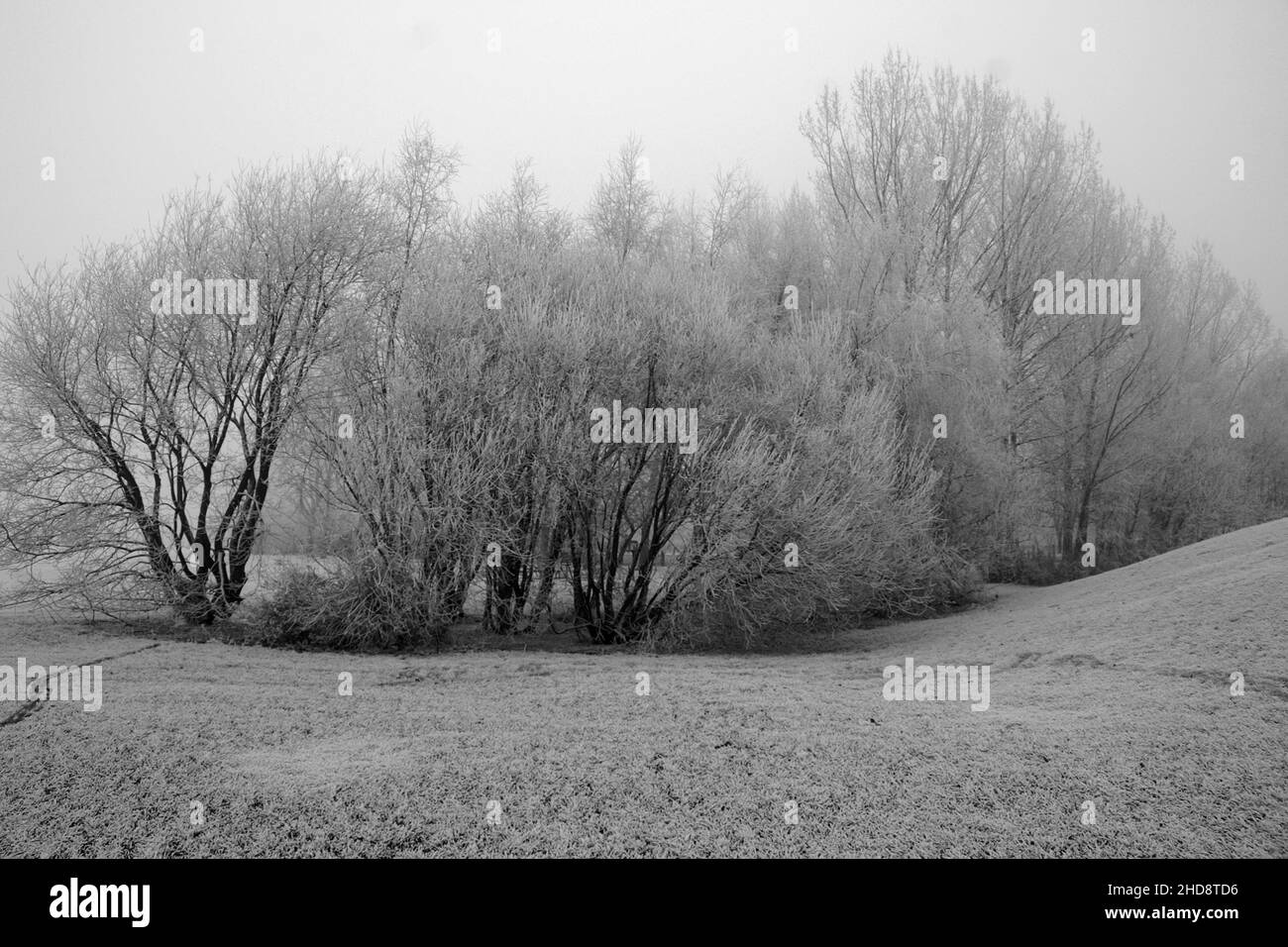 winter landscape, snow and frost on trees, extreme weather, trees and woodland, stratospheric Polar Vortex Stock Photo
