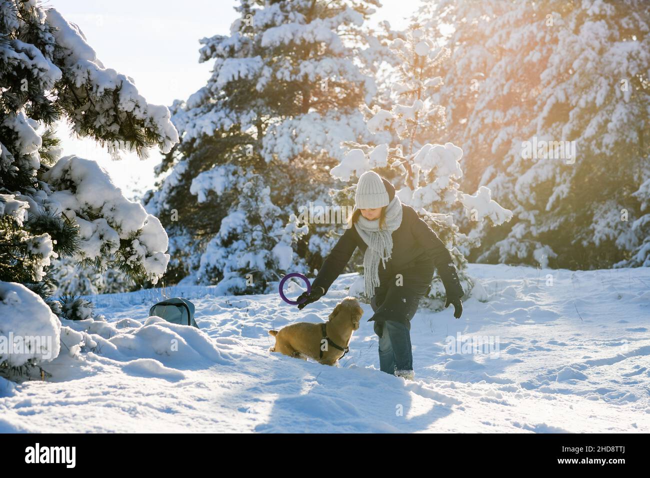 A young woman plays with her American Cocker Spaniel in the winter forest among the snow-covered pine trees. Stock Photo