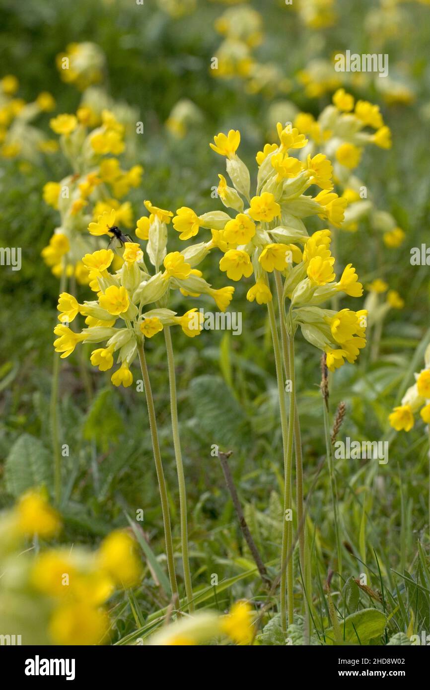 Cowslip Preimula veris close up of flowers, Noar Hill, Hampshire and Isle of Wight Wildlife Trust Reserve, near Selborne, Hampshire, England, UK, May Stock Photo