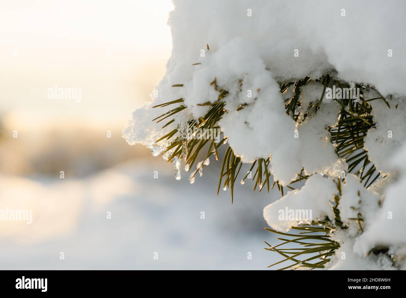 A pine branch with green needles is covered with fluffy snow Stock ...